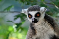 Lemur kata - Lemur catta - Ring-tailed Lemur 8921